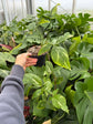 B Ware Pflanzen / sad plants Teil 1