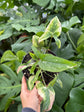 B Ware Pflanzen / sad plants Teil 1