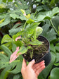 B Ware Pflanzen / sad plants Teil 1