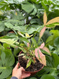 B Ware Pflanzen / sad plants Teil 1