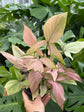 B Ware Pflanzen / sad plants Teil 1