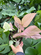 B Ware Pflanzen / sad plants Teil 1