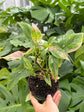 B Ware Pflanzen / sad plants Teil 1
