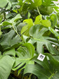 B Ware Pflanzen / sad plants Teil 1