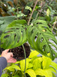 B Ware Pflanzen / sad plants Teil 1