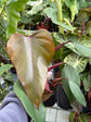 B Ware Pflanzen / sad plants Teil 1