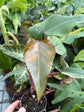 B Ware Pflanzen / sad plants Teil 1