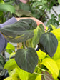 B Ware Pflanzen / sad plants Teil 1