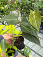 B Ware Pflanzen / sad plants Teil 1