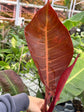 B Ware Pflanzen / sad plants Teil 1