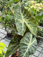 B Ware Pflanzen / sad plants Teil 1
