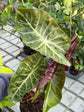 B Ware Pflanzen / sad plants Teil 1