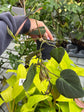 B Ware Pflanzen / sad plants Teil 1