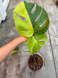 B Ware Pflanzen / sad plants Teil 1