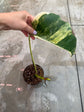 B Ware Pflanzen / sad plants Teil 1