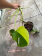 B Ware Pflanzen / sad plants Teil 1