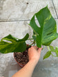 B Ware Pflanzen / sad plants Teil 1