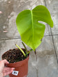 B Ware Pflanzen / sad plants Teil 1
