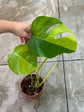 B Ware Pflanzen / sad plants Teil 1