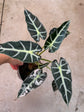B Ware Pflanzen / sad plants Teil 1