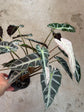 B Ware Pflanzen / sad plants Teil 1