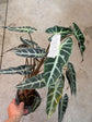 B Ware Pflanzen / sad plants Teil 1