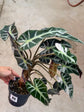 B Ware Pflanzen / sad plants Teil 1