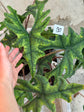 B Ware Pflanzen / sad plants Teil 1