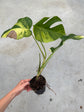 B Ware Pflanzen / sad plants Teil 1