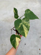 B Ware Pflanzen / sad plants Teil 1
