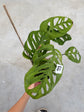 B Ware Pflanzen / sad plants Teil 1