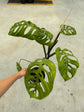 B Ware Pflanzen / sad plants Teil 1