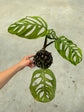 B Ware Pflanzen / sad plants Teil 1