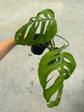 B Ware Pflanzen / sad plants Teil 1