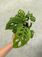 B Ware Pflanzen / sad plants Teil 1