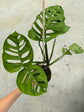 B Ware Pflanzen / sad plants Teil 1