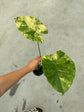 B Ware Pflanzen / sad plants Teil 1
