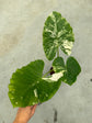 B Ware Plants / sad plants part 2
