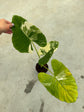 B Ware Plants / sad plants part 2