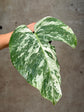 B Ware Plants / sad plants part 2