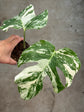 B Ware Plants / sad plants part 2