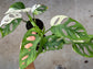 B Ware Plants / sad plants part 2