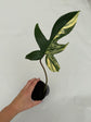 B Ware Plants / sad plants part 2