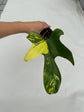 B Ware Plants / sad plants part 2