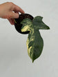 B Ware Plants / sad plants part 2