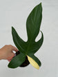 B Ware Plants / sad plants part 2