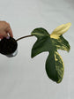 B Ware Plants / sad plants part 2