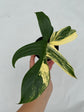 B Ware Plants / sad plants part 2