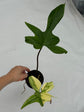 B Ware Plants / sad plants part 2