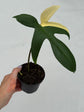 B Ware Plants / sad plants part 2